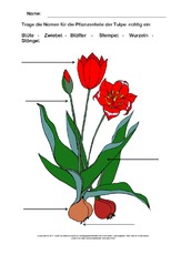 Tulpe-beschriften-2.pdf